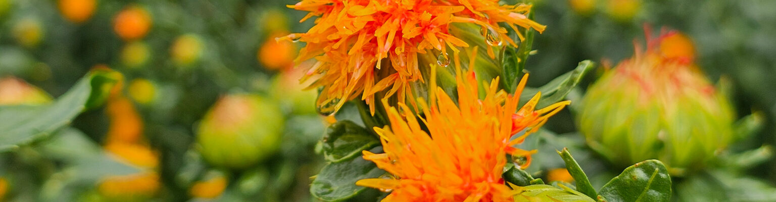 남헤인자연염색 홍화꽃